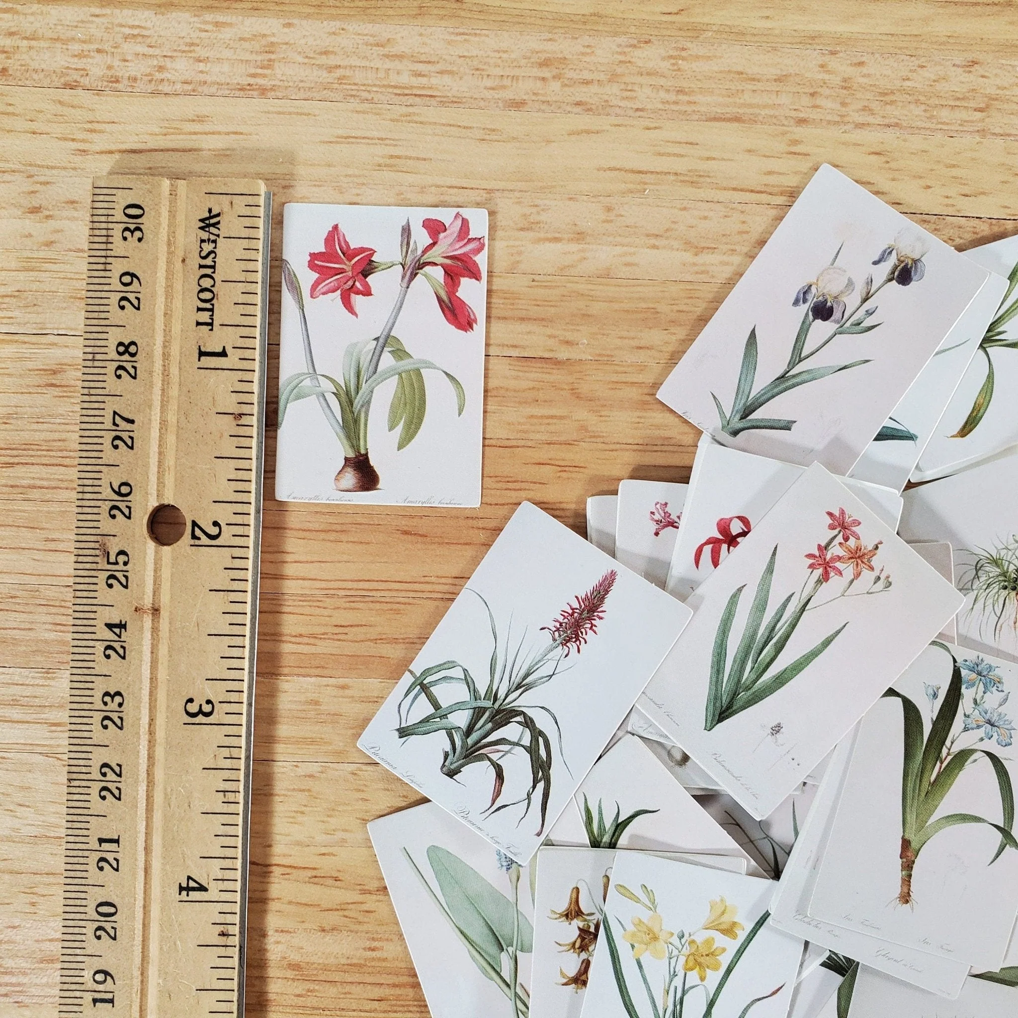 100 Mini Nature Botanical Prints on Cardstock Flowers Floral Vintage Pictures Scrapbooking Stamping - Image 2