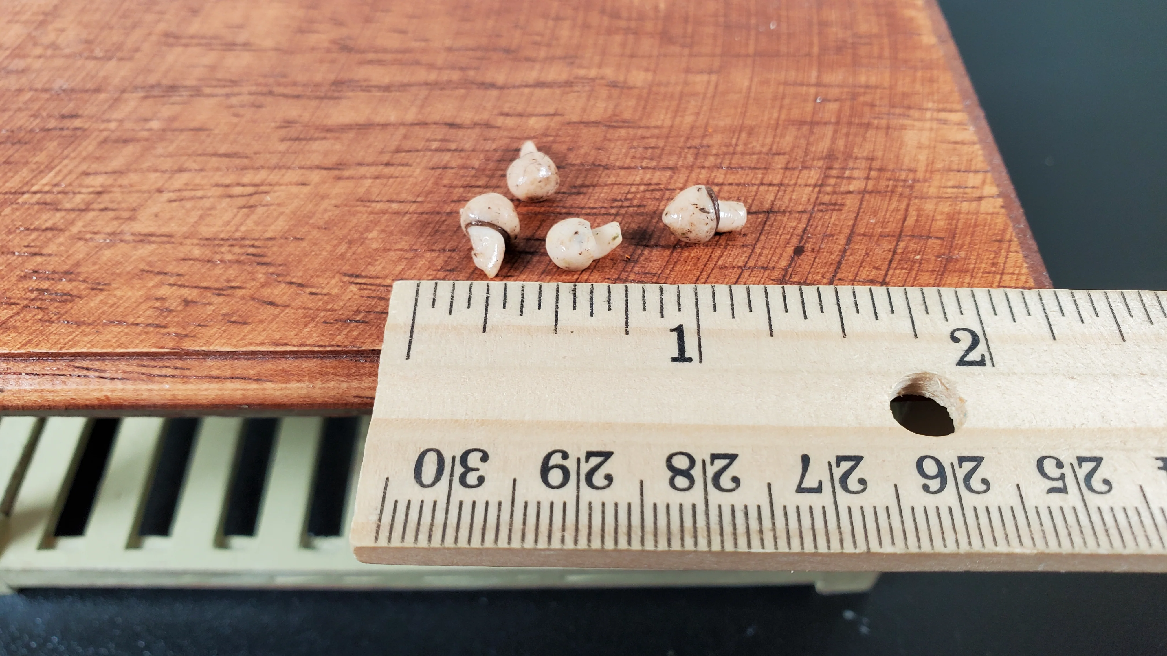 Dollhouse Mushrooms 4 Pieces 1:12 Scale Miniature Food Handmade - Image 3